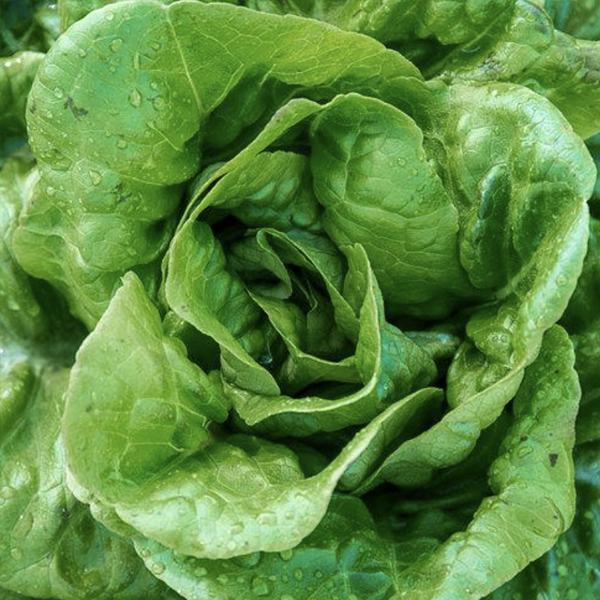 Various Leafy Green Seed Pods for the AEVA and EVE Indoor Gardening Systems