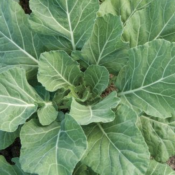 Various Leafy Green Seed Pods for the AEVA and EVE Indoor Gardening Systems