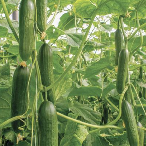 Various Vegetable Seed Pods for the AEVA and EVE Indoor Gardening System