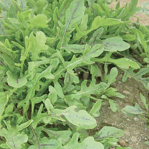 Various Leafy Green Seed Pods for the AEVA and EVE Indoor Gardening Systems