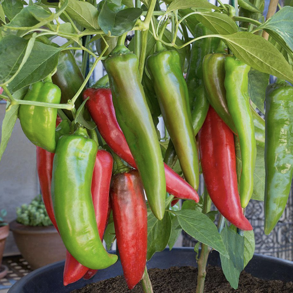 Various Vegetable Seed Pods for the AEVA and EVE Indoor Gardening System