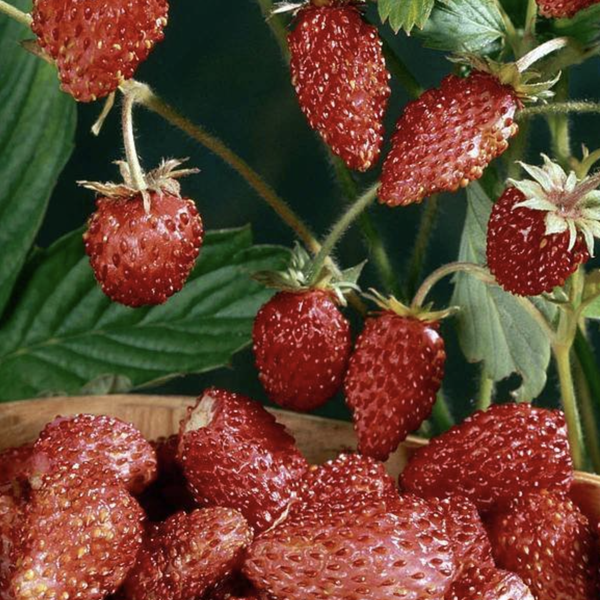 Various Fruits for the AEVA and EVE Indoor Gardening System