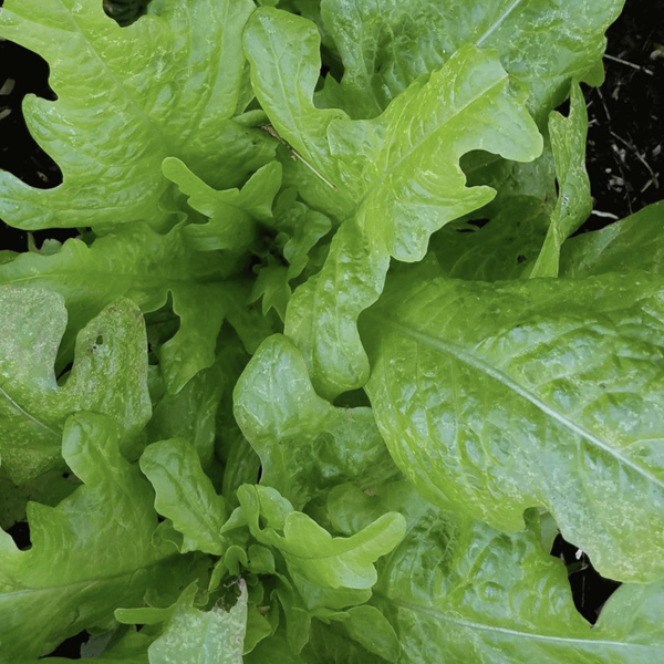 Various Leafy Green Seed Pods for the AEVA and EVE Indoor Gardening Systems