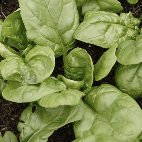 Various Leafy Green Seed Pods for the AEVA and EVE Indoor Gardening Systems