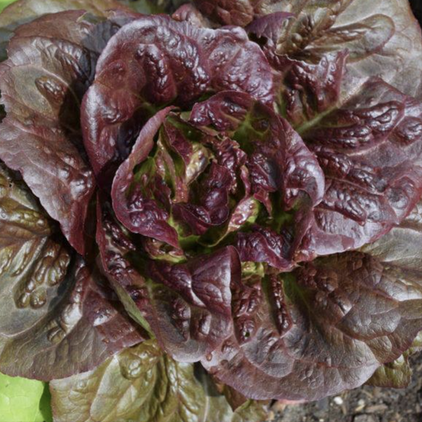 Various Leafy Green Seed Pods for the AEVA and EVE Indoor Gardening Systems