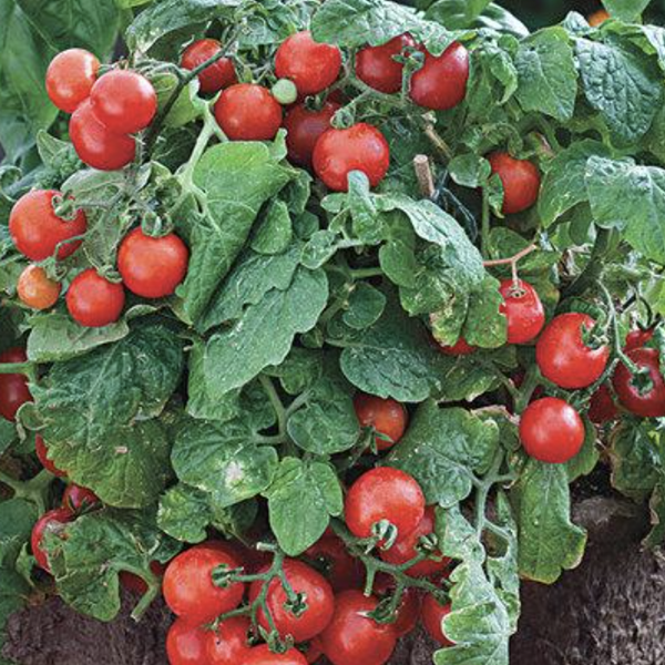 Various Vegetable Seed Pods for the AEVA and EVE Indoor Gardening System