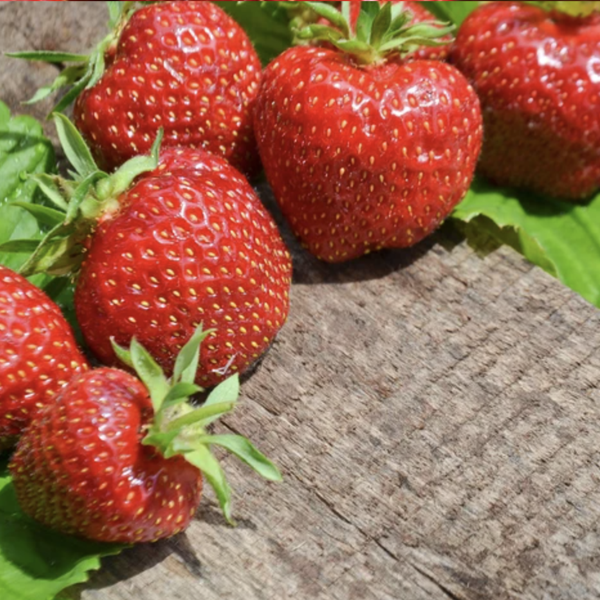 Various Fruits for the AEVA and EVE Indoor Gardening System