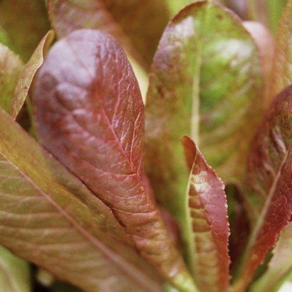 Various Leafy Green Seed Pods for the AEVA and EVE Indoor Gardening Systems