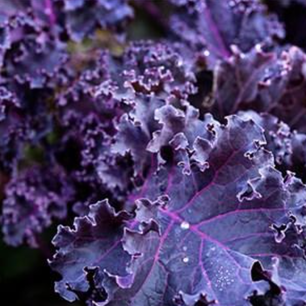 Various Leafy Green Seed Pods for the AEVA and EVE Indoor Gardening Systems