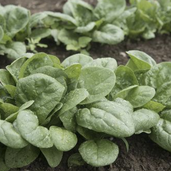 Various Leafy Green Seed Pods for the AEVA and EVE Indoor Gardening Systems