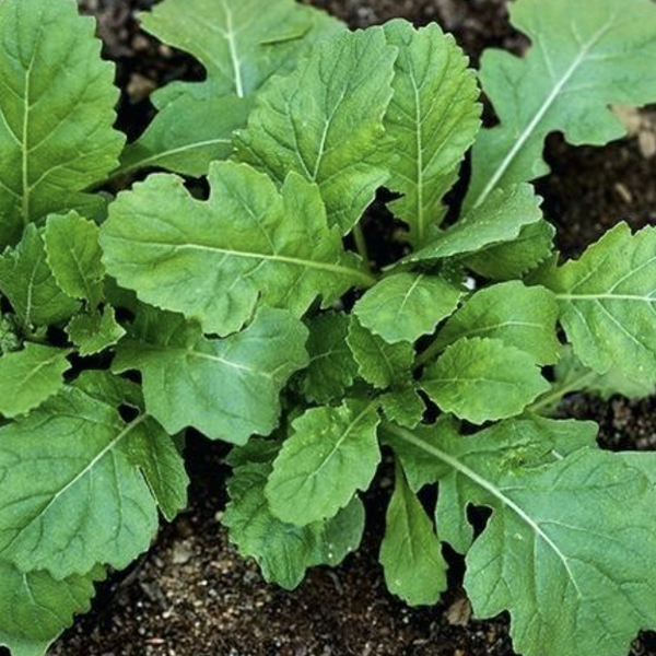 Various Leafy Green Seed Pods for the AEVA and EVE Indoor Gardening Systems