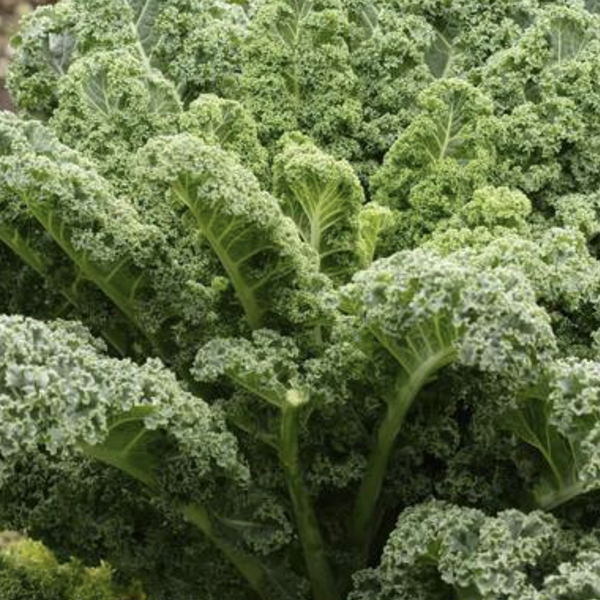 Various Leafy Green Seed Pods for the AEVA and EVE Indoor Gardening Systems